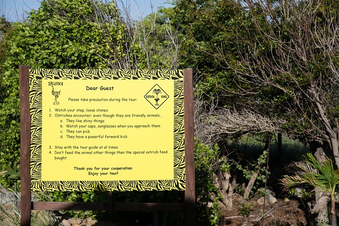 Aruba Ostrich Farm Tour with Lunch - Price and Overall Value at $38