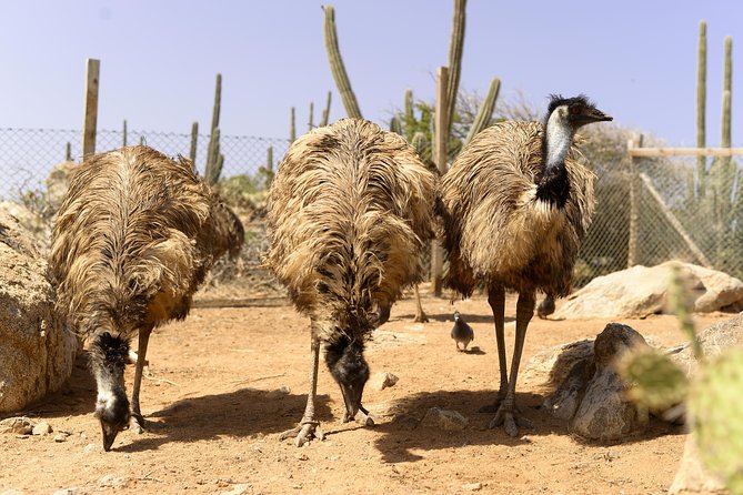 Aruba Ostrich Farm Tour with Lunch - Getting There From Oranjestad
