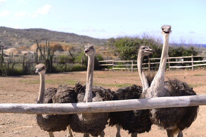 Aruba Ostrich Farm Tour with Lunch - The Incubator, Hatchery, and Young Birds