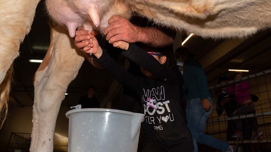 Arzana: Day with a shepherd w/ lunch in a farm - Milking by hand and by machine