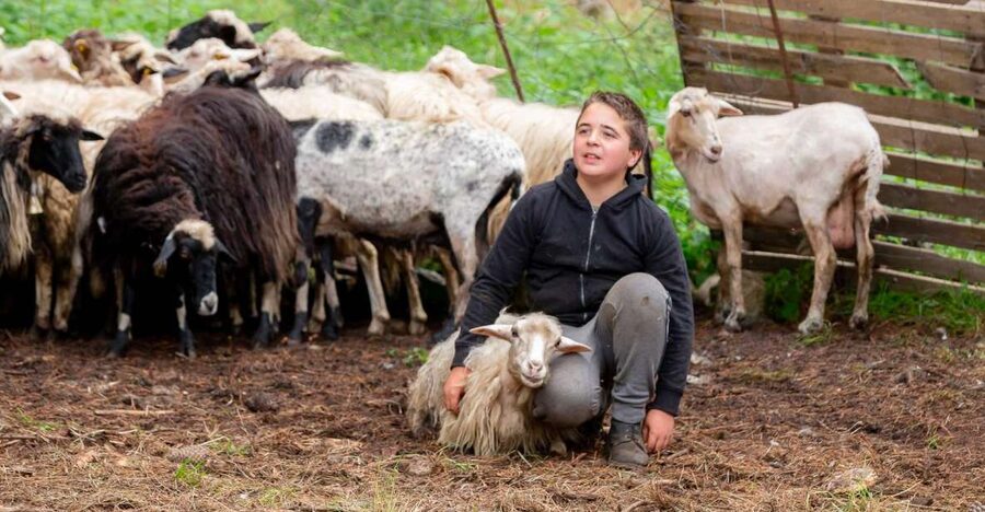 Arzana: Day with a shepherd w/ lunch in a farm - Turning fresh milk into Sardinian cheese