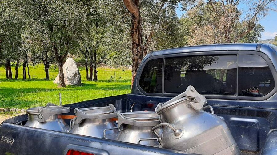 Arzana: Day with a shepherd w/ lunch in a farm - A long Sardinian lunch from the farm