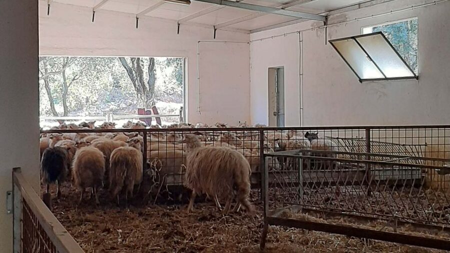 Arzana: Day with a shepherd w/ lunch in a farm - Dietary needs and the limits of the menu