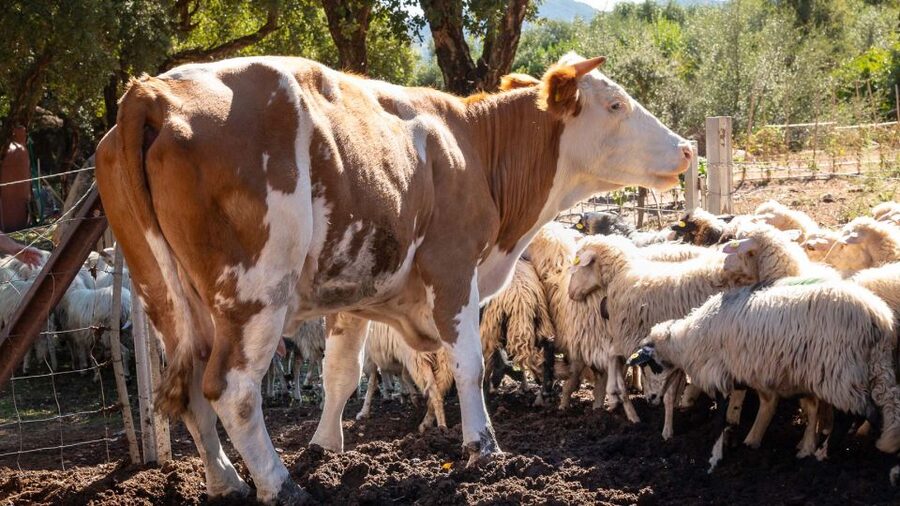Arzana: Organic product tasting in a farm at sunset - Dietary needs and the limits of the menu