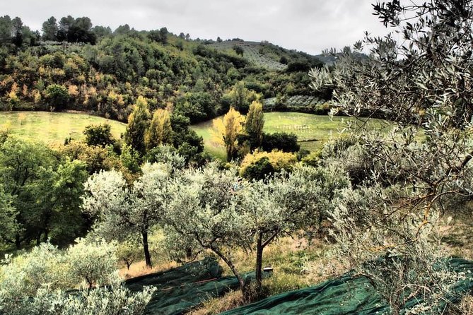 Assisi, Deruta & organic gourmet lunch at the olive oil farmhouse from SIENA - Timing, comfort, and physical demands