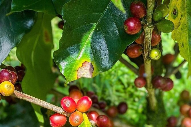 ATV Waterfall & Organic Coffee Farm with Lunch - Should you book the Nosara ATV and coffee farm tour?