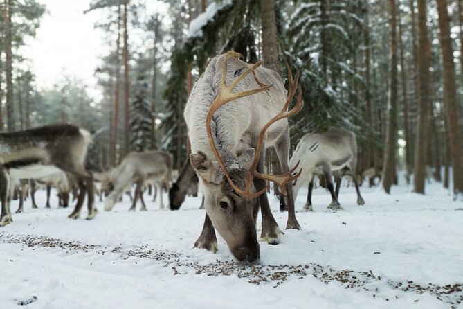 Authentic Reindeer Farm Experience in Rovaniemi - Why the Morning Feeding Matters