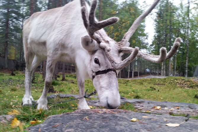 Authentic Reindeer Farm Experience in Rovaniemi - Pickup and the Two-Hour Schedule