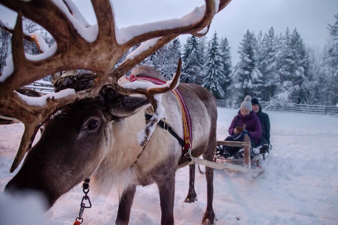 Authentic Reindeer Farm Experience in Rovaniemi - Practical Details Before You Book