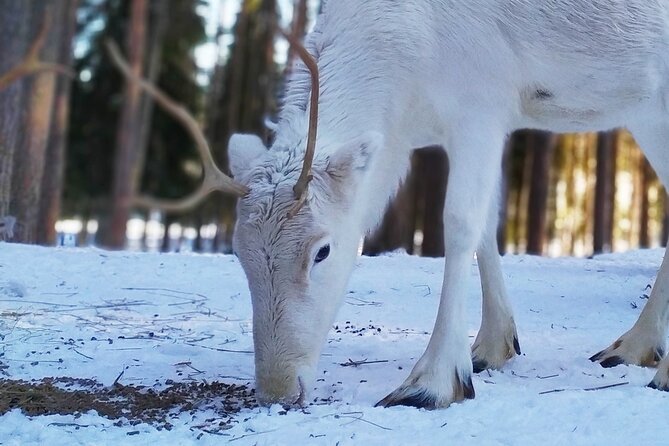 Authentic Reindeer Farm Experience in Rovaniemi - The 400-Meter Sleigh Ride