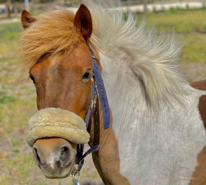 Aveiro: Horseback Riding at a Pedagogical Farm - The welcome may shape your first impression