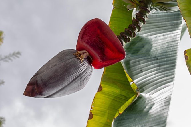 Award Winning Farm Tour: Coffee, Chocolate and Unique Gifts - Cacao, chocolate, and the best tasting stop