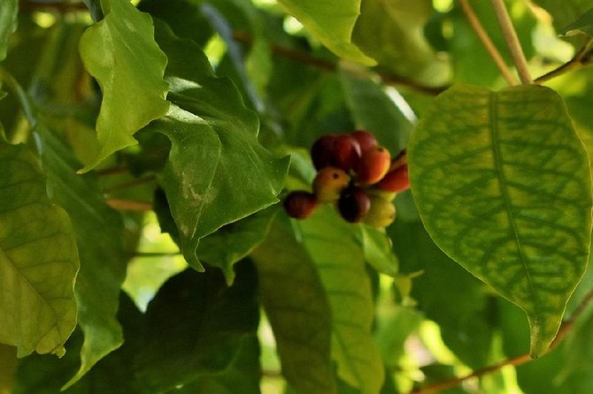 Award Winning Farm Tour: Coffee, Chocolate and Unique Gifts - The shop: handmade gifts with a local connection