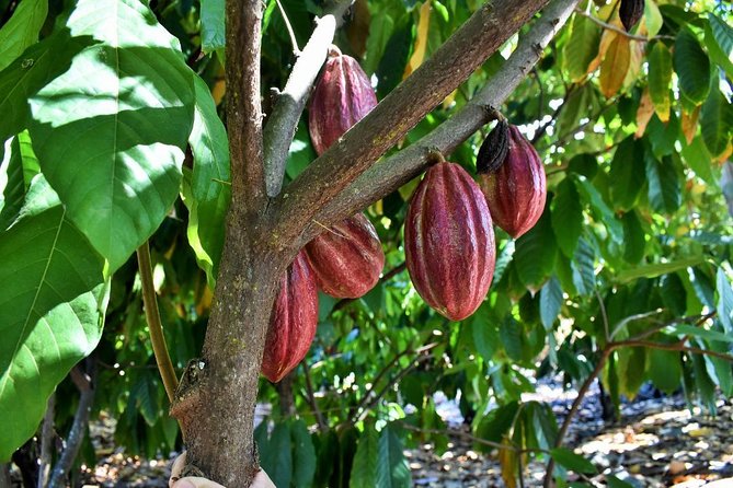 Award Winning Farm Tour: Coffee, Chocolate and Unique Gifts - Group size, age limits, and timing