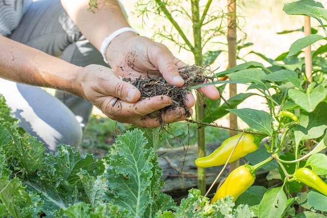 Award winning "From Farm to Table, A Culinary Day in Lyon" - The value of buying ingredients during the day