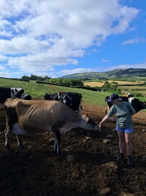 Azores: Dairy Farm Tour - Key points at a glance