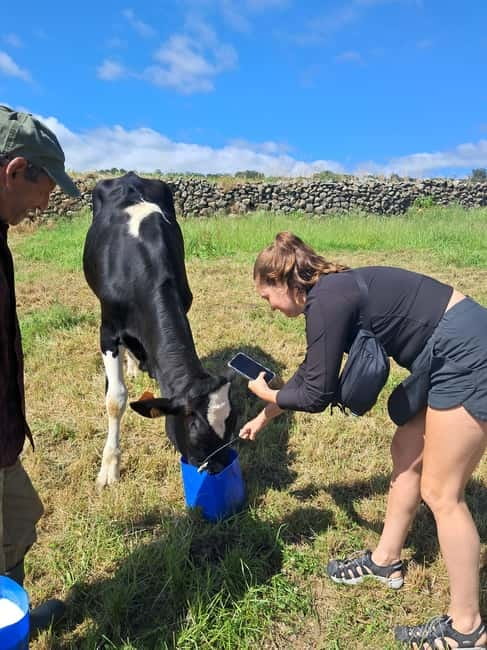 Azores: Dairy Farm Tour - A working dairy farm, not a staged animal visit