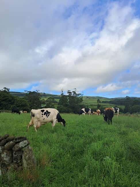 Azores: Dairy Farm Tour - Feeding calves and seeing early farm care