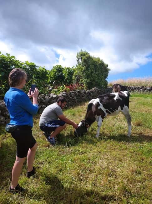 Azores: Dairy Farm Tour - Watching the milking process