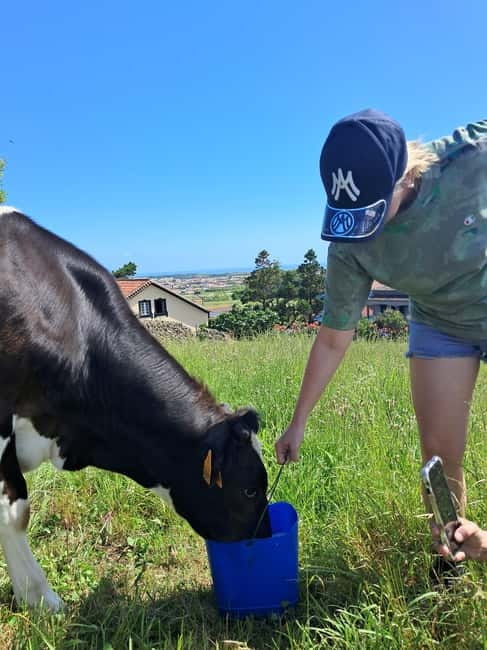 Azores: Dairy Farm Tour - Following milk from pasture to bottle