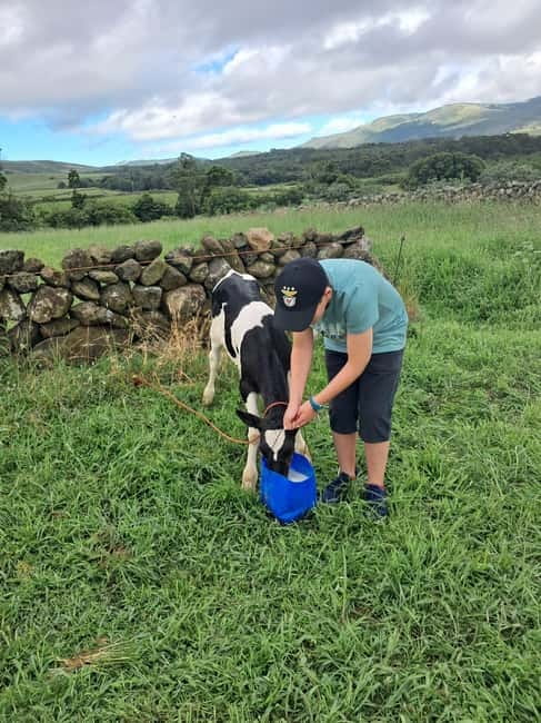 Azores: Dairy Farm Tour - Local bread, cheese, and the final tasting