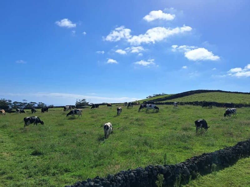 Azores: Dairy Farm Tour - From Angra do Heroísmo to the countryside