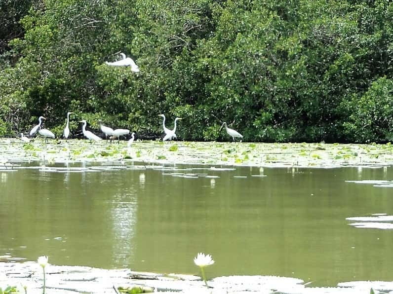 .Baby Turtle Release, Lagoon Boat Ride, and Crocodile Farm - Practical tips before you book