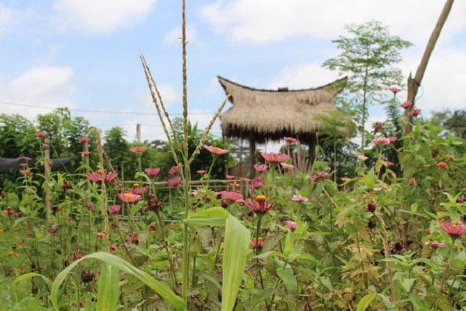Balinese Cooking Class at Organic Farm - The farm walk and Bali’s subak system