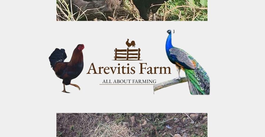 Be A Farmer for A Day in Arevitis Farm! - Key points at a glance
