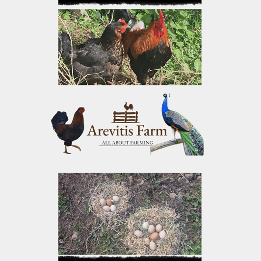 Be A Farmer for A Day in Arevitis Farm! - Arriving at Arevitis Farm in Kryonerida