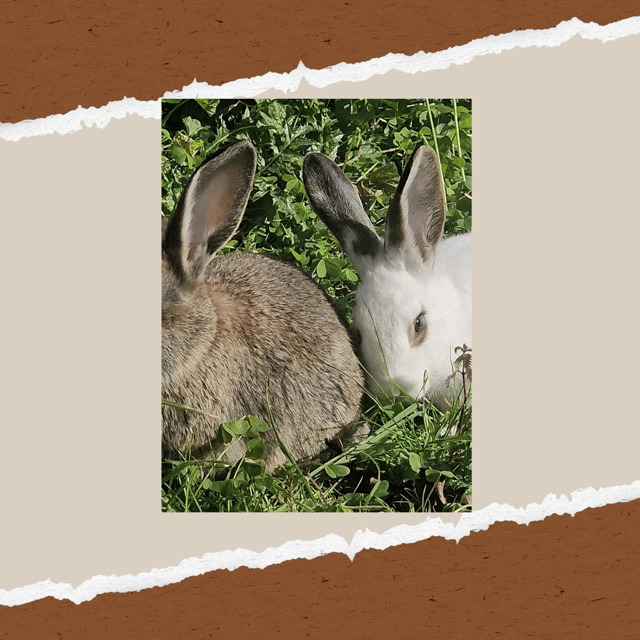 Be A Farmer for A Day in Arevitis Farm! - From the vegetable garden to the kitchen