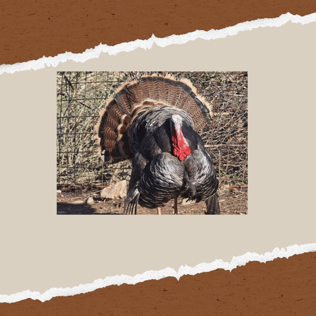 Be A Farmer for A Day in Arevitis Farm! - Tasting malotira, raki, and farm-made food
