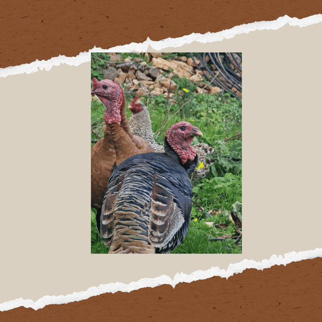 Be A Farmer for A Day in Arevitis Farm! - What makes the two-hour format useful