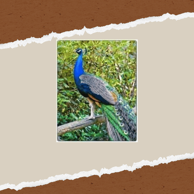 Be A Farmer for A Day in Arevitis Farm! - Who should choose Arevitis Farm