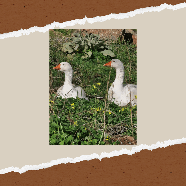 Be A Farmer for A Day in Arevitis Farm! - Practical details before you book