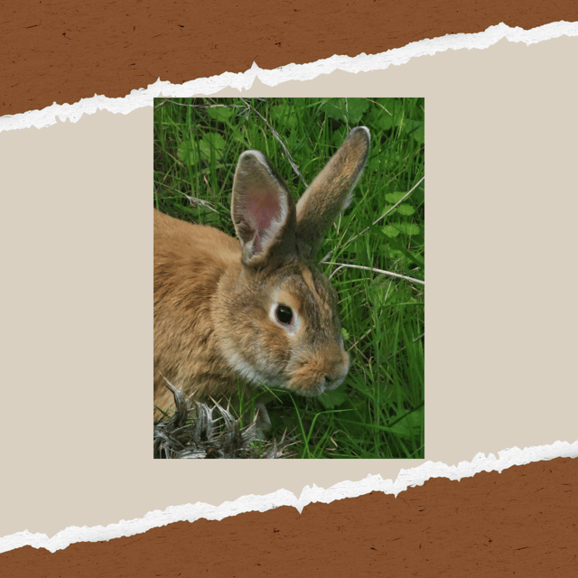 Be A Farmer for A Day in Arevitis Farm! - Meeting the animals and learning the daily routine
