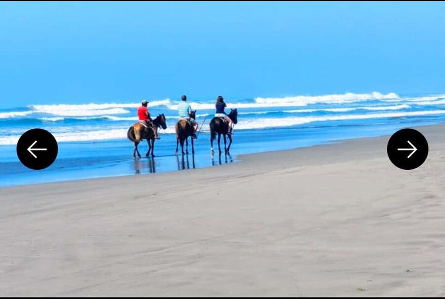 .Beach Horse Riding Turtle Release Crocodile Farm Experience - Crocodiles at the final stop