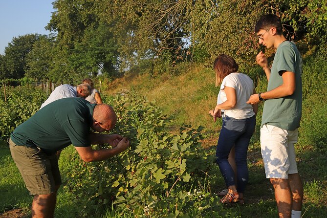 Beekeeping Farm Tour and Tasting Experience in Lazise - Cola, Lazise, and the countryside setting
