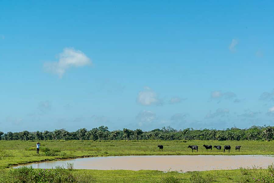 Belém: Marajó Island Day Trip with Buffalo Farm Visit - Should you book it?