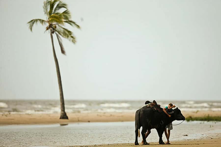 Belém: Marajó Island Day Trip with Buffalo Farm Visit - Crossing the Pará River from Belém