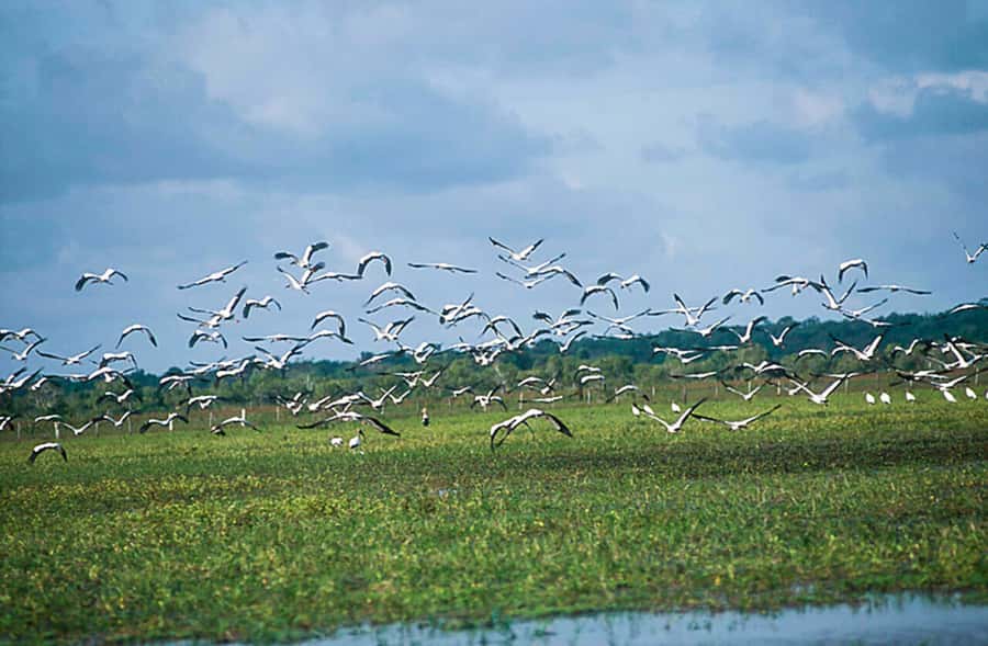 Belém: Marajó Island Day Trip with Buffalo Farm Visit - What the buffalo visit really offers