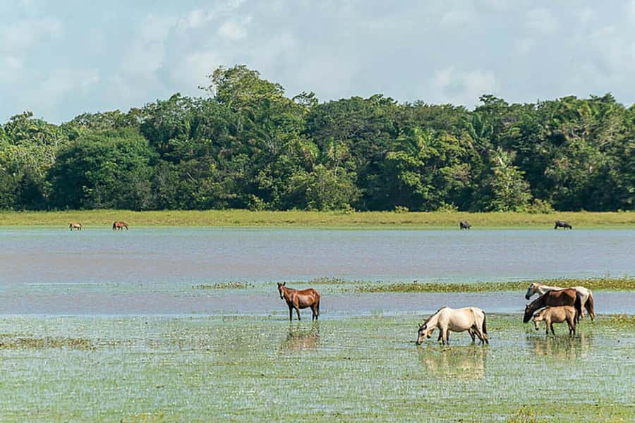 Belém: Marajó Island Day Trip with Buffalo Farm Visit - Beaches, swimming, and lunch costs