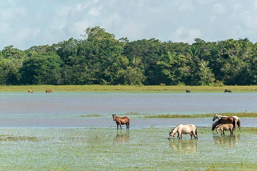 Belém: Marajó Island Day Trip with Buffalo Farm Visit - How much value do you get for $160?