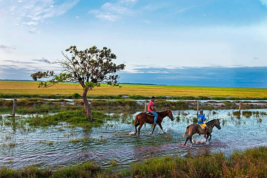 Belém: Marajó Island Day Trip with Buffalo Farm Visit - Timing, comfort, and possible changes