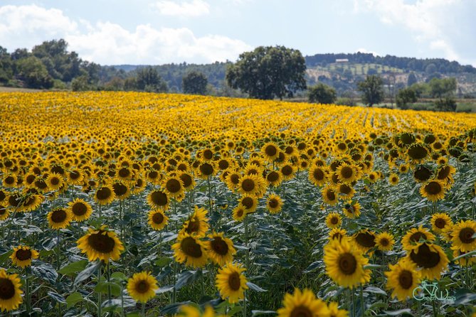 Bevagna E-Bike Farm to Table - Who should book this ride?