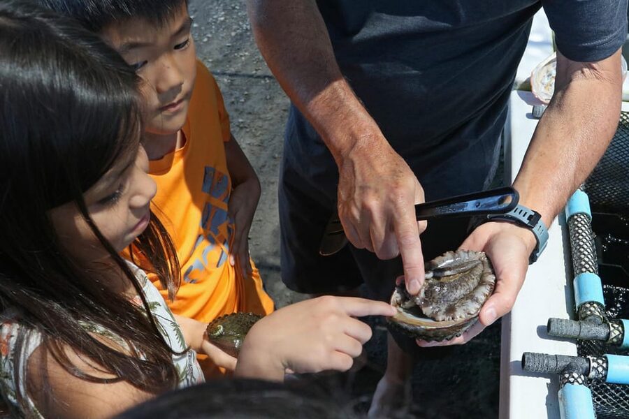 Big Island: Abalone Farm Guided Tour with Tasting - Comparing fresh grilled and canned abalone