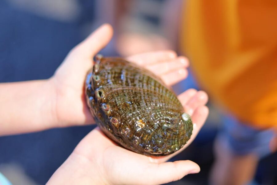 Big Island: Abalone Farm Guided Tour with Tasting - What the $31 price really gets you