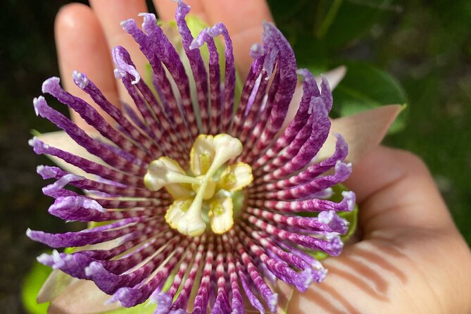 Big Island Farms Tour in Hawaii - What the Guide Adds to the Visit