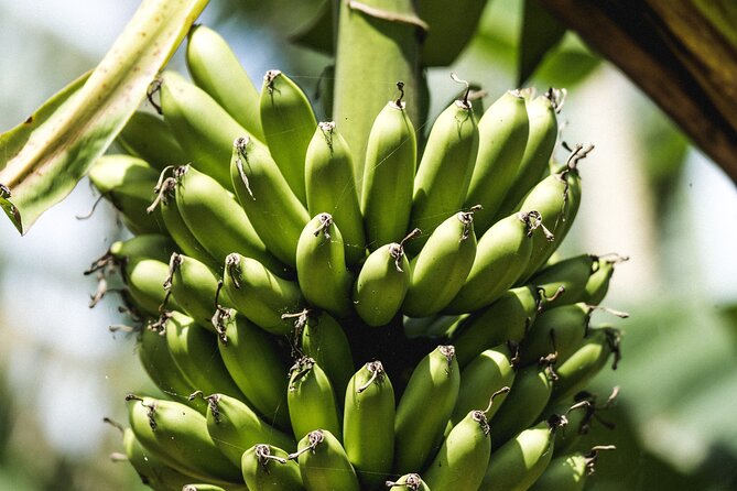 Big Island Farms Tour in Hawaii - The Farm Store, Bakery, and Tinctures