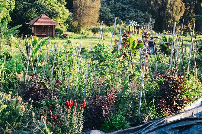 Big Island Farms Tour in Hawaii - Smelling Curry, Cranberry Hibiscus, and Neem
